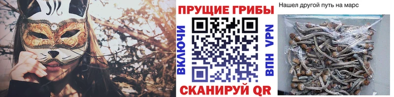 сайты даркнета наркотические препараты  где купить наркотик  Куртамыш  Псилоцибиновые грибы мухоморы 